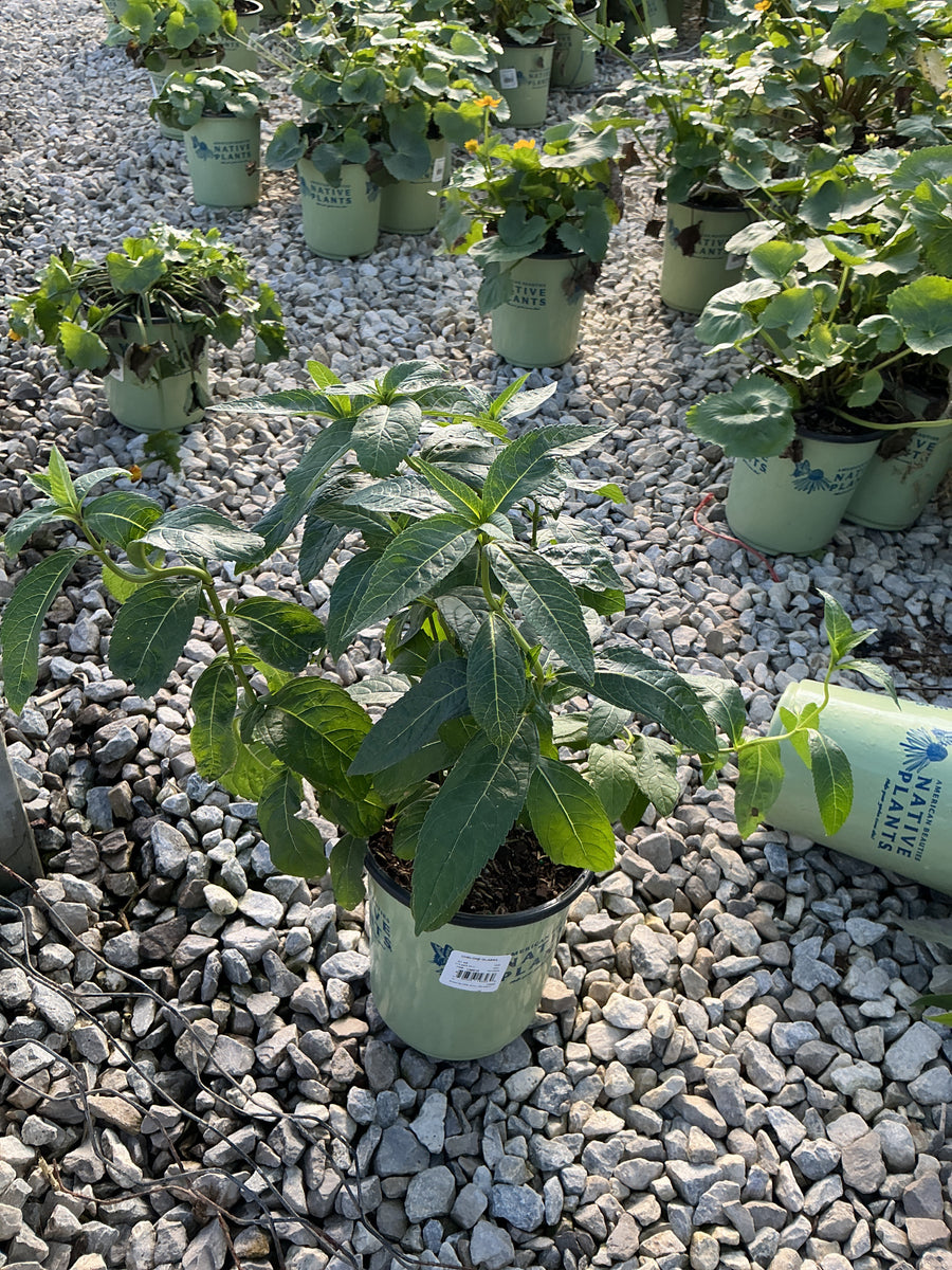 Chelone glabra
