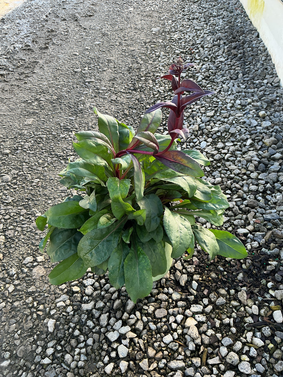 Penstemon digitalis 'Husker Red'