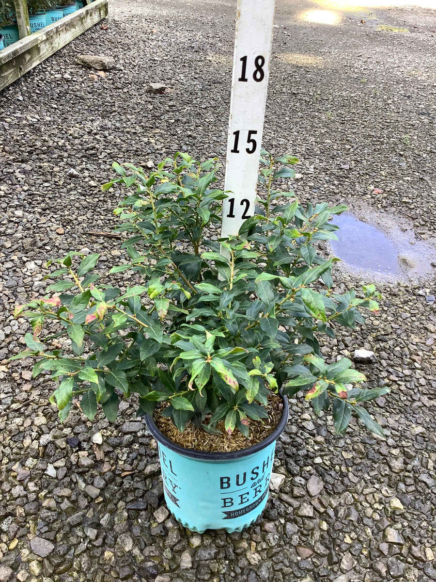 Vaccinium perpetua