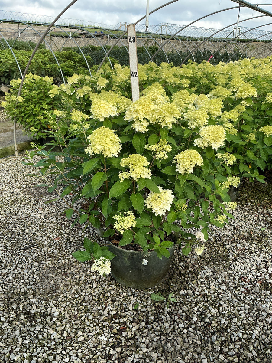 Hydrangea paniculata 'Zwijnenburg'