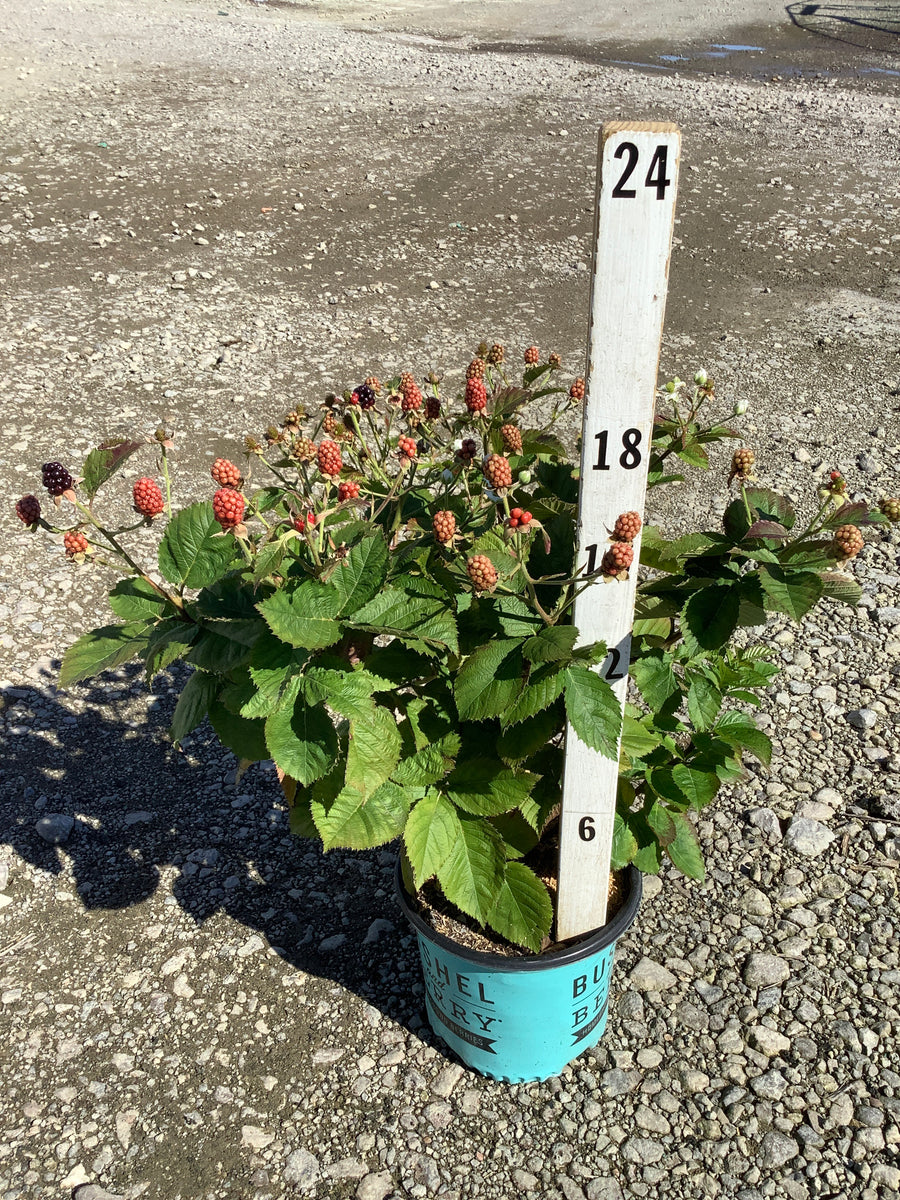 Rubus baby 'Cakes'