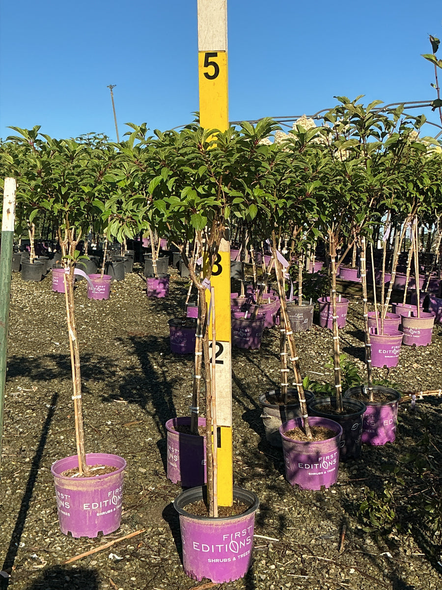 Hydrangea paniculata 'Renhy'