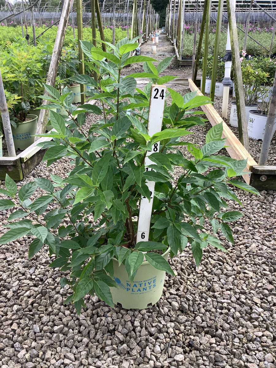 Cephalanthus O 'Crimson Comet'