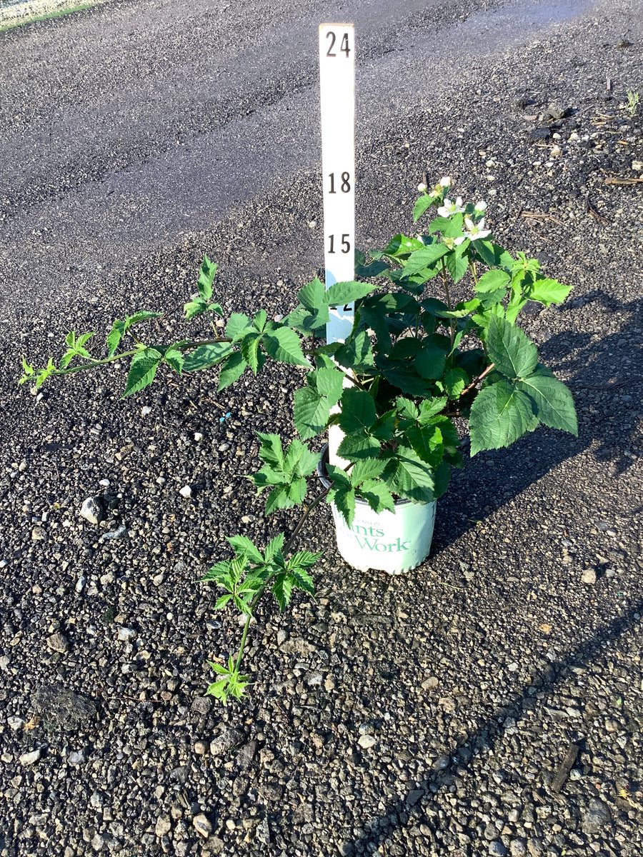Rubus natchez
