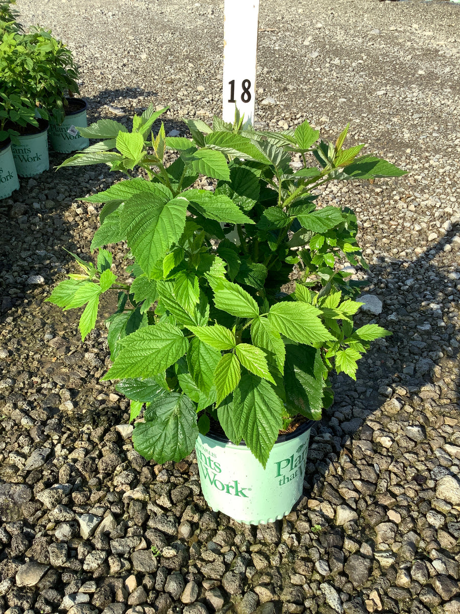 Rubus idaeus 'Heritage'
