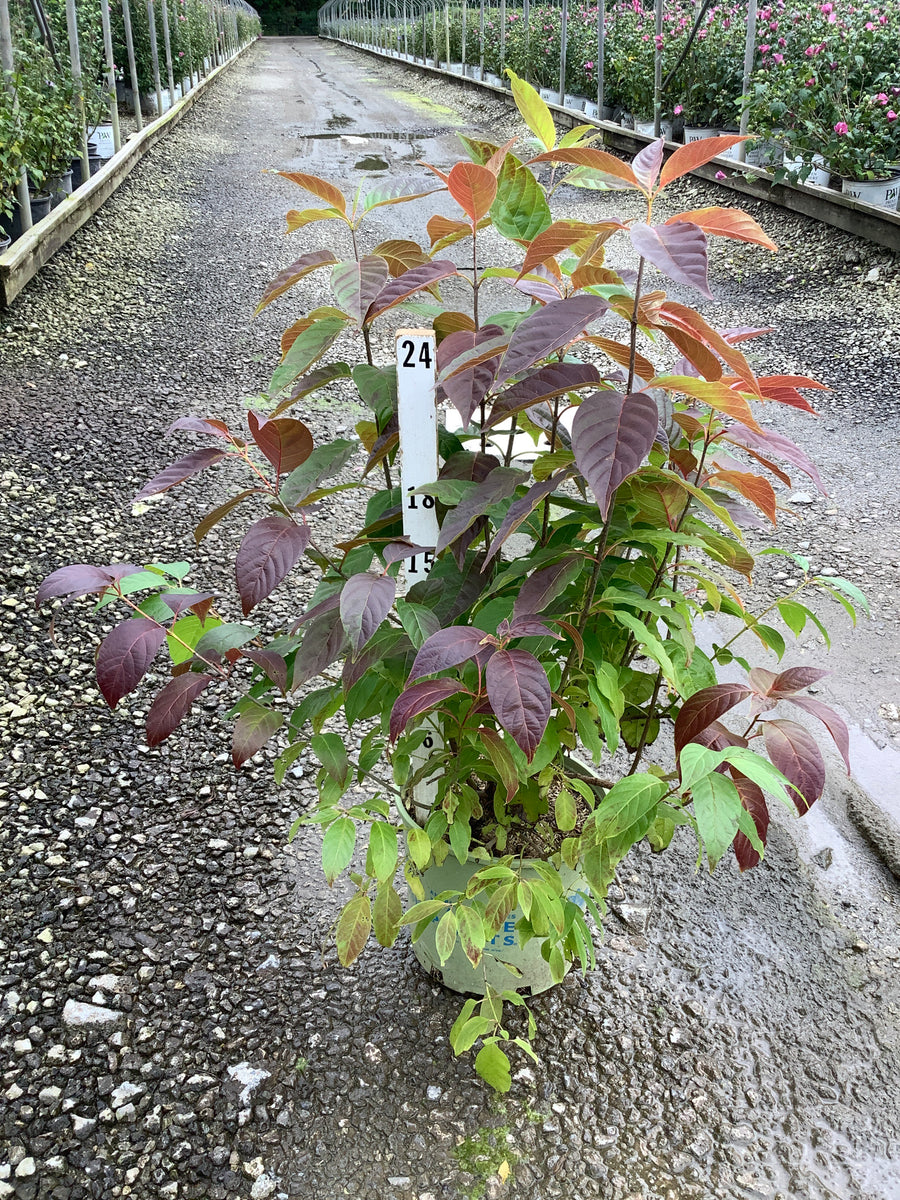 Cephalanthus O 'Crimson Comet'