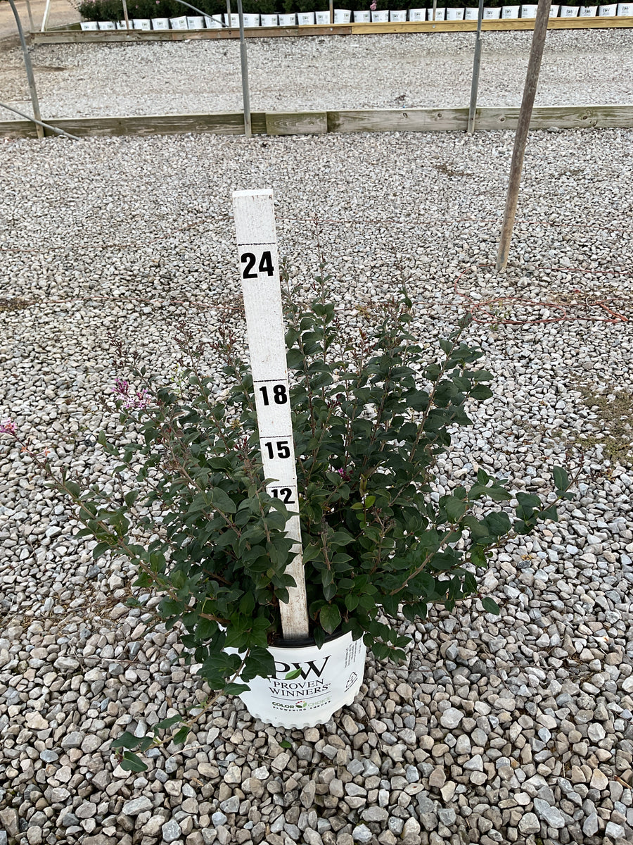 Syringa x pubescens Bloomerang Purpink®