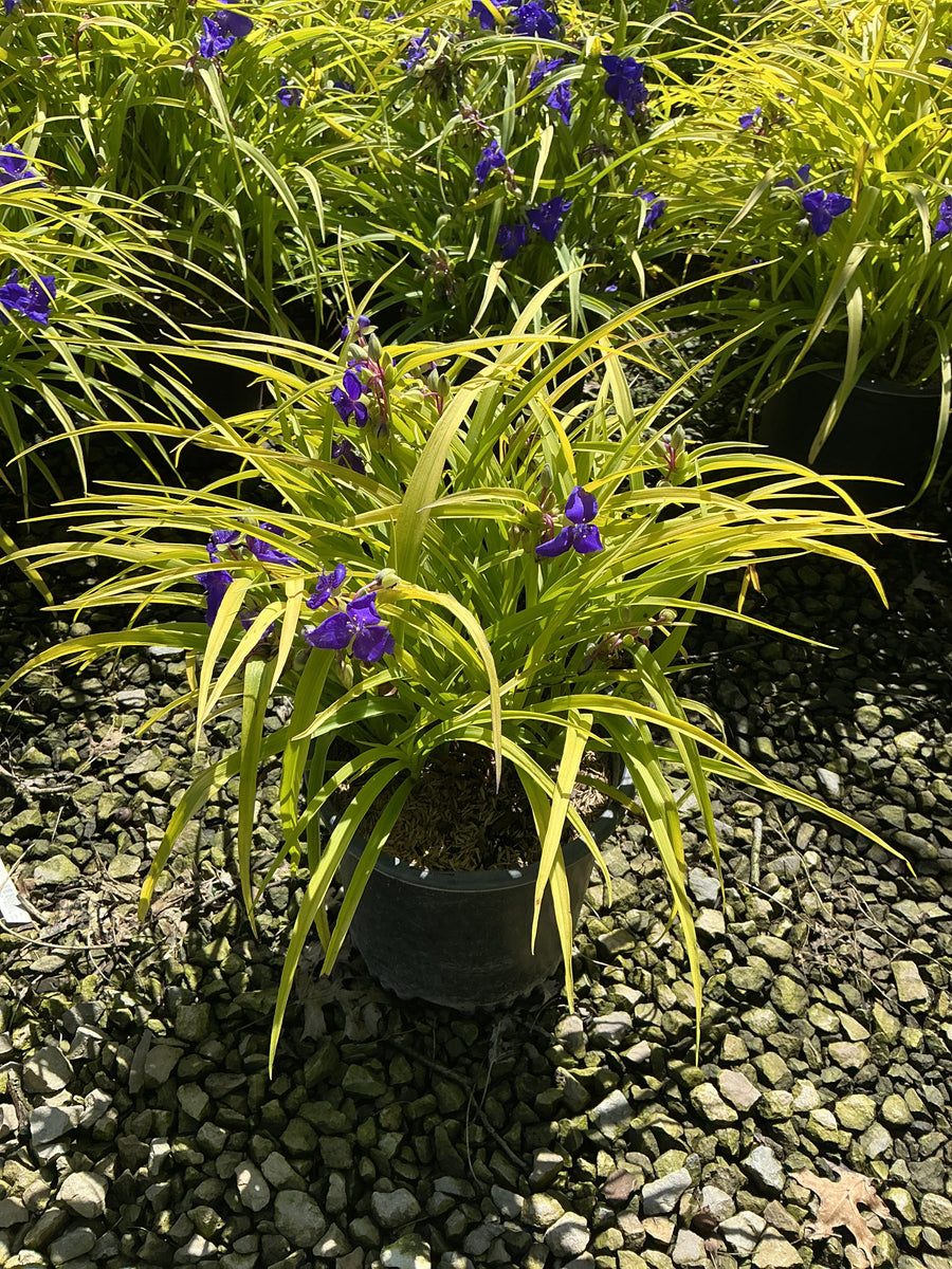 Tradescantia x andersoniana 'Sweet Kate'