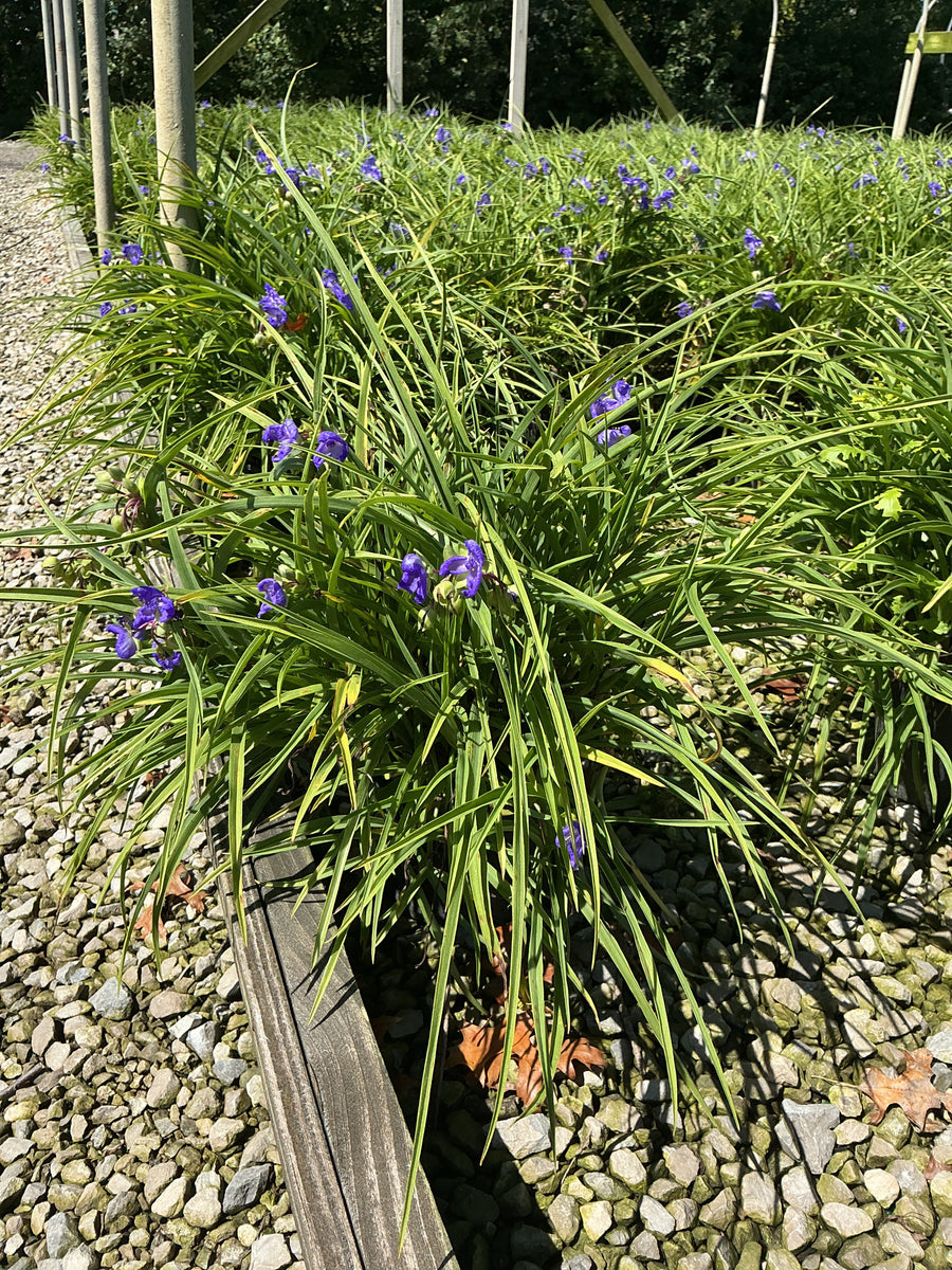 Tradescantia amethyst 'Kiss'