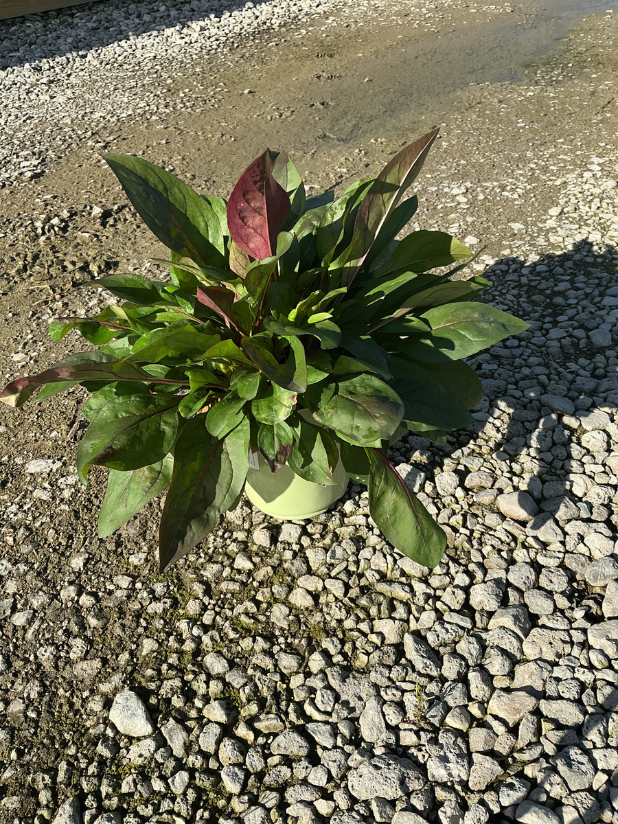 Penstemon digitalis 'Husker Red'
