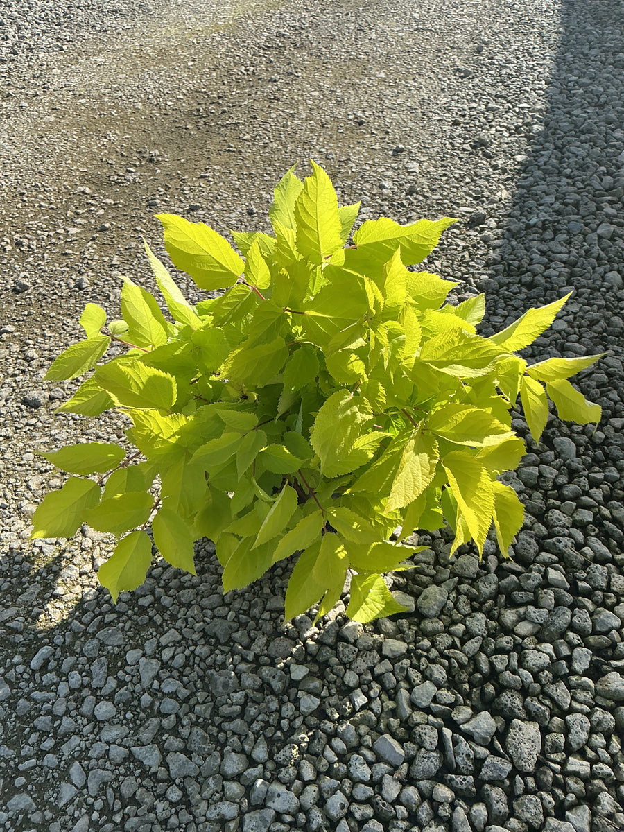 Aralia cordata 'Sun King'