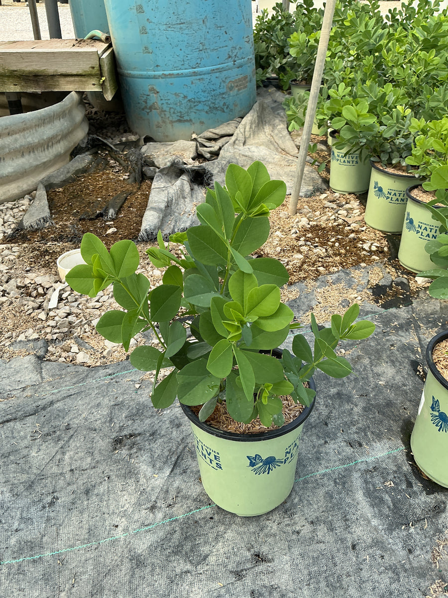 Baptisia australis