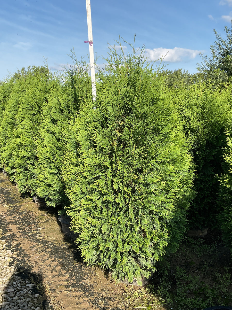 Thuja occidentalis 'Nigra'