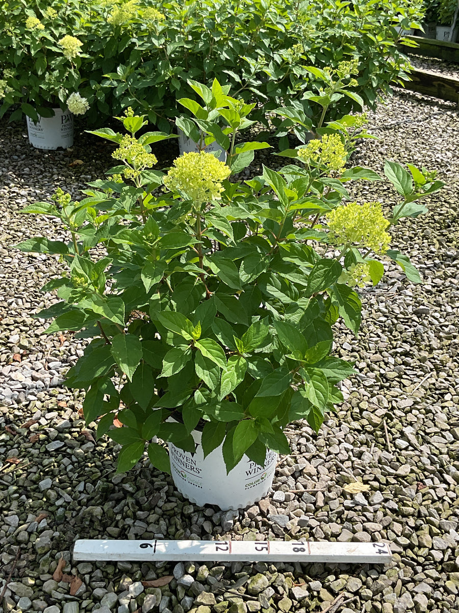 Hydrangea paniculata 'Jane'