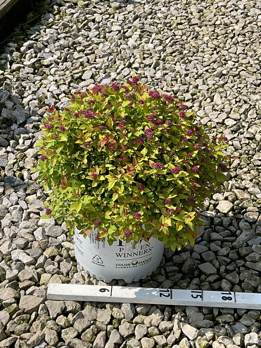 Spiraea JAP 'Dbl Play Dolly'