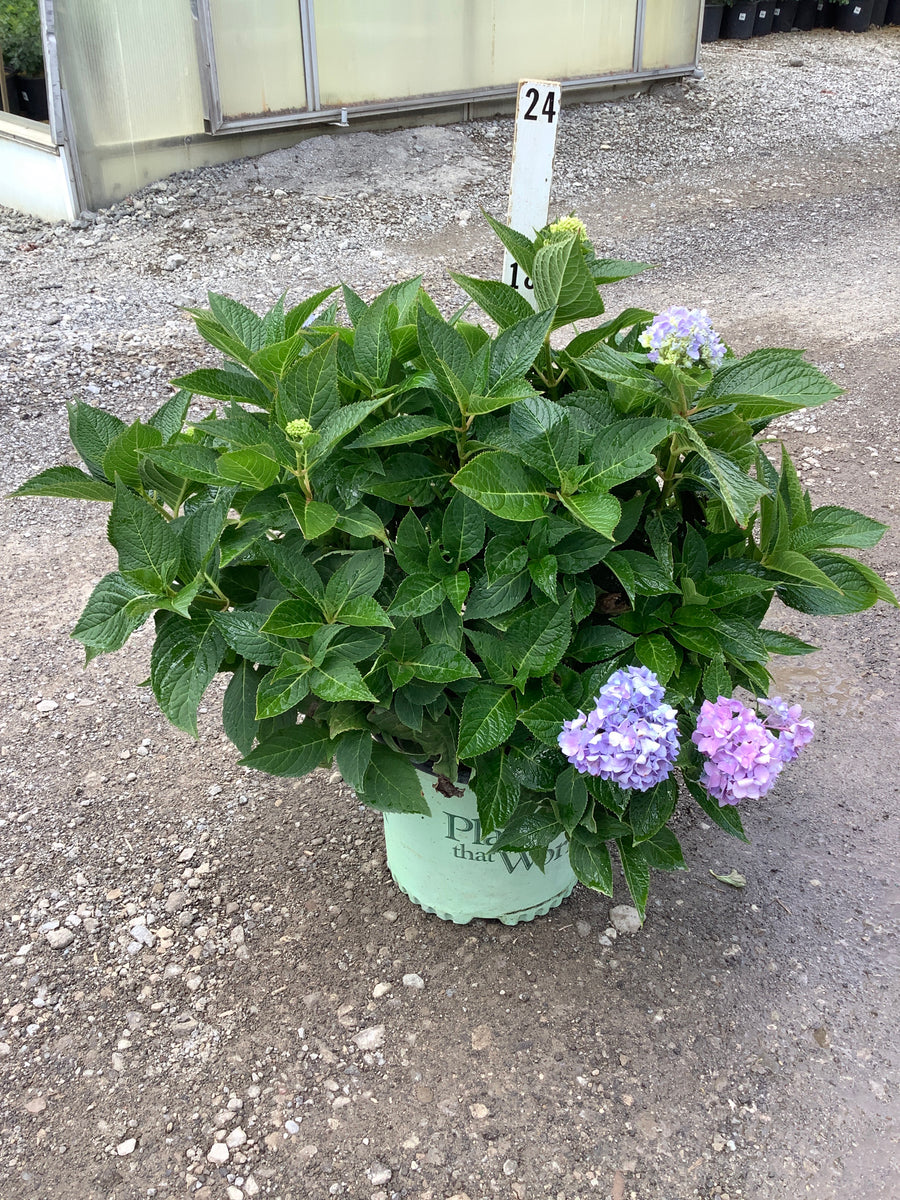 Hydrangea macrophylla 'Azure Skies'