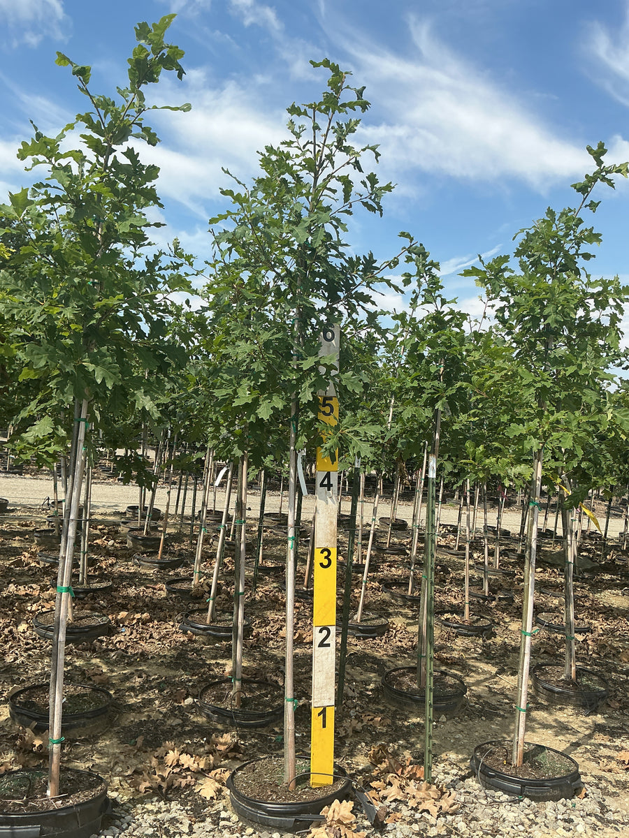 Quercus alba