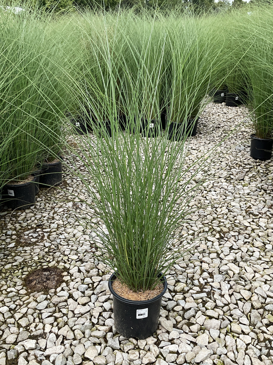 Miscanthus sinensis 'Gracillimus'