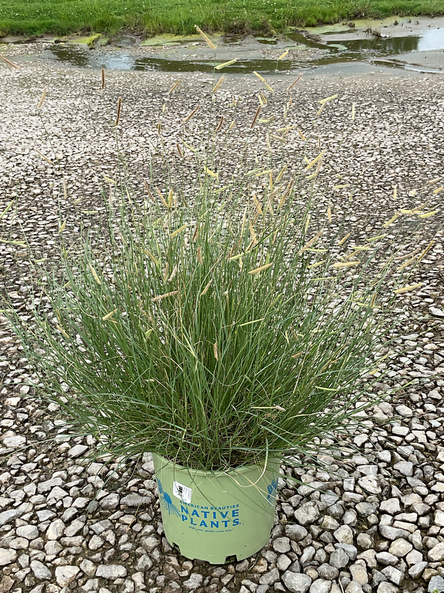 Bouteloua 'Blonde Ambition'
