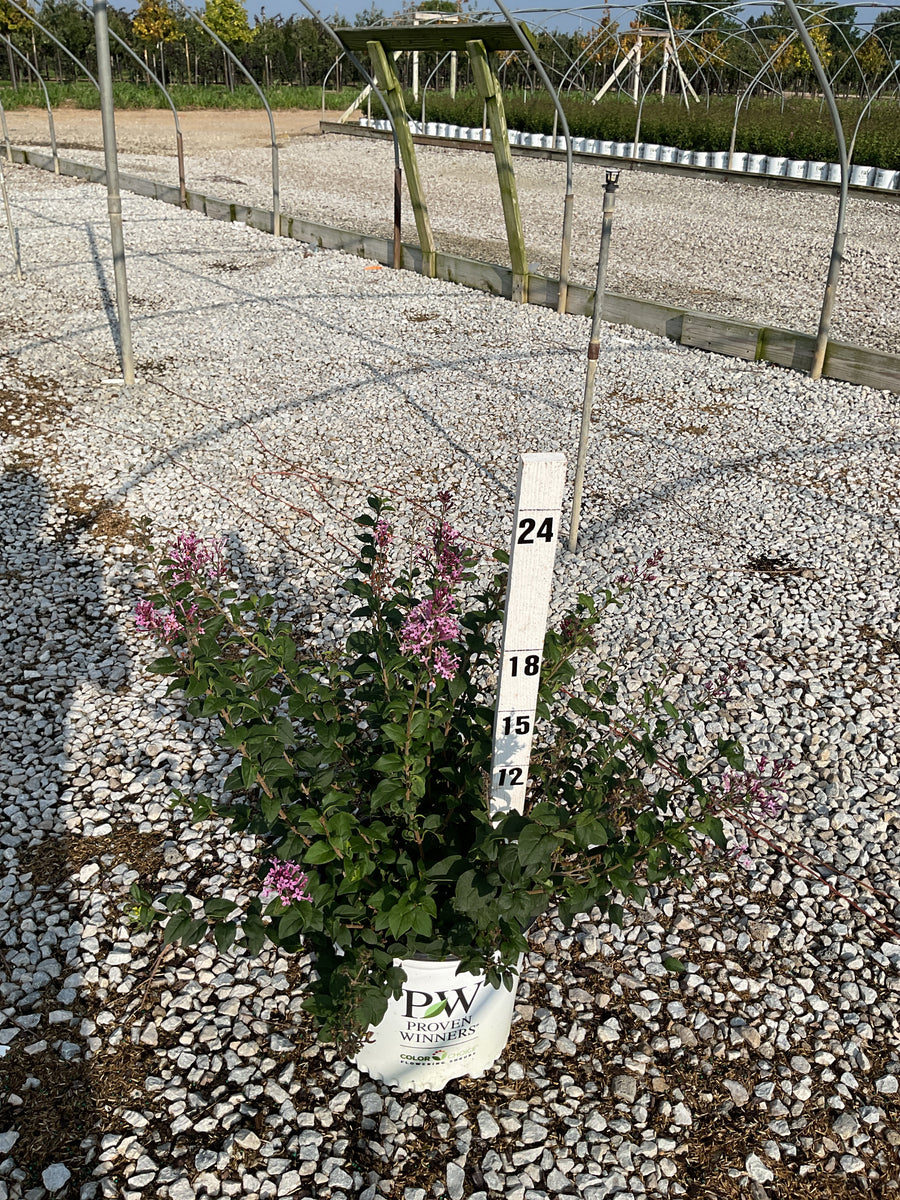 Syringa x pubescens Bloomerang Purpink®