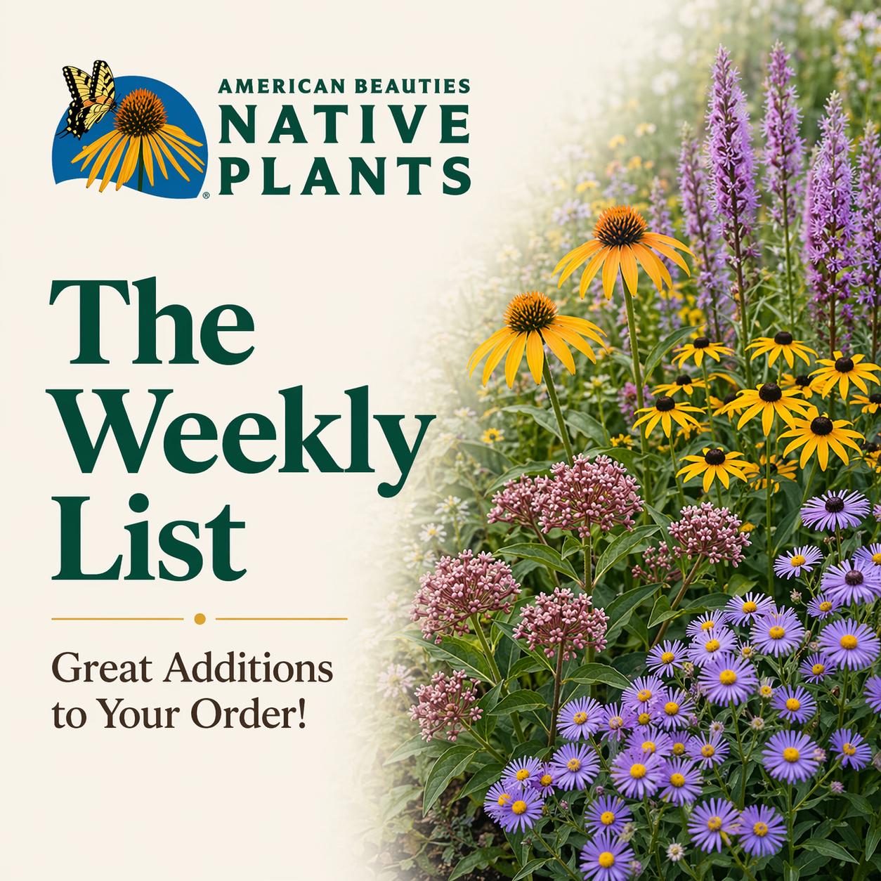 American Beauties® - The Weekly List