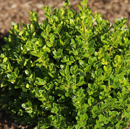 Boxwood