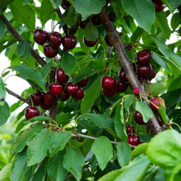 0004559_santina-cherry_510.jpeg