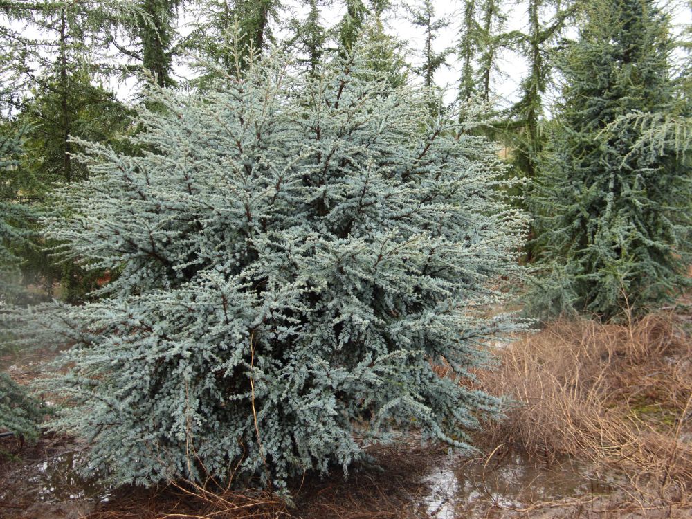 1.-Cedrus-atlantica-Horstmann-2-cccd.jpg