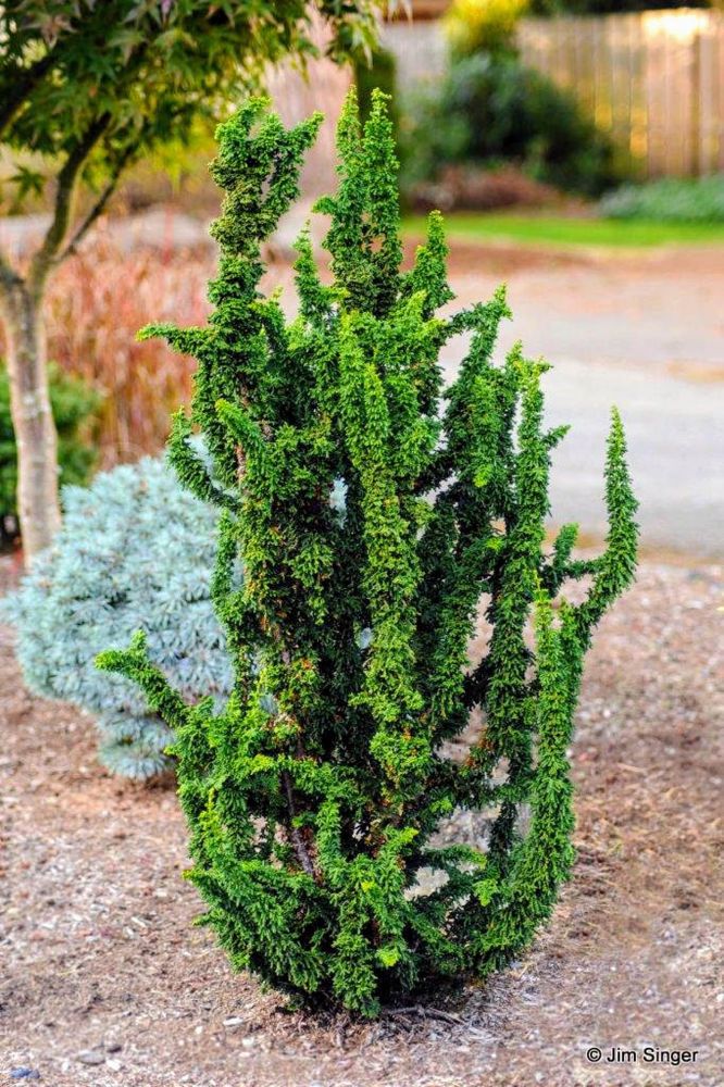 1.-Chamaecyparis-obtusa-Chirimen-ccck.jpg