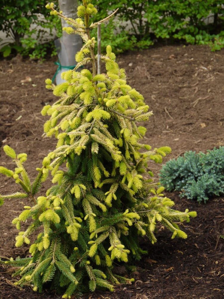 26.-Picea-abies-Gold-Drift-e1675365083430-ccck.jpg
