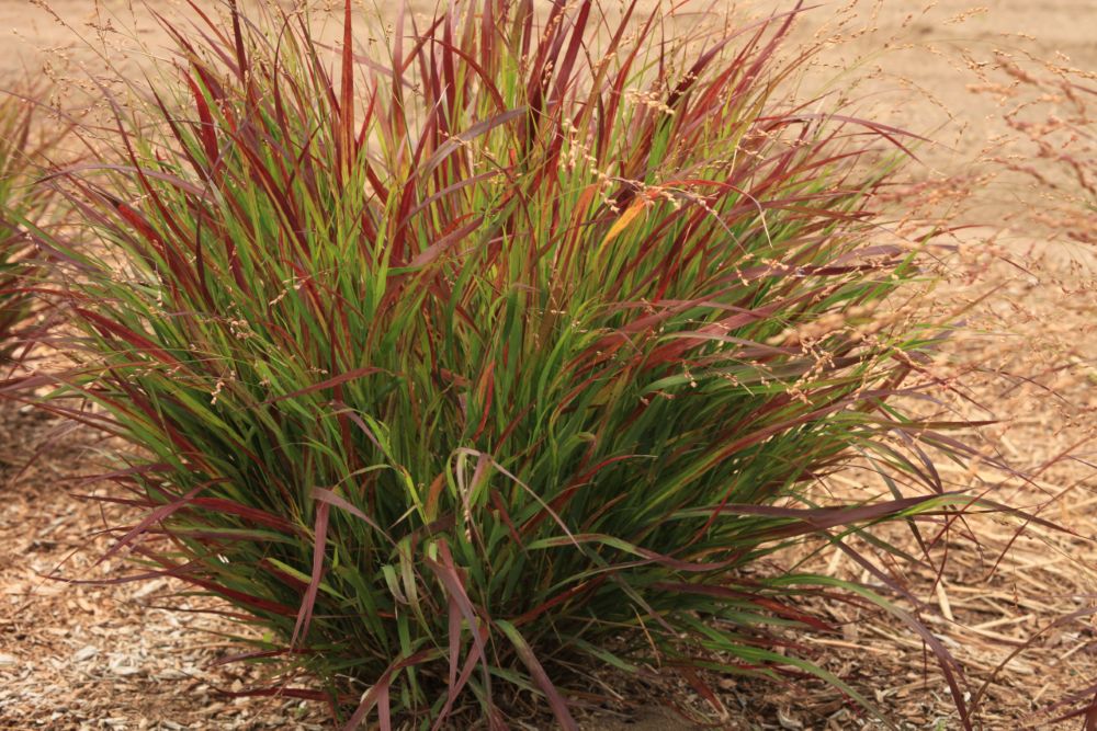 38-Panicum-virgatum-Cherry-Bomb-10-1-4-scaled-ccht.jpg