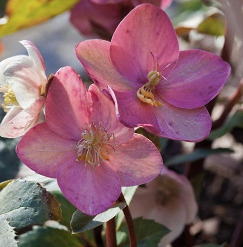 3_7 Helleborus x ballardiae 'HGC P.jpg