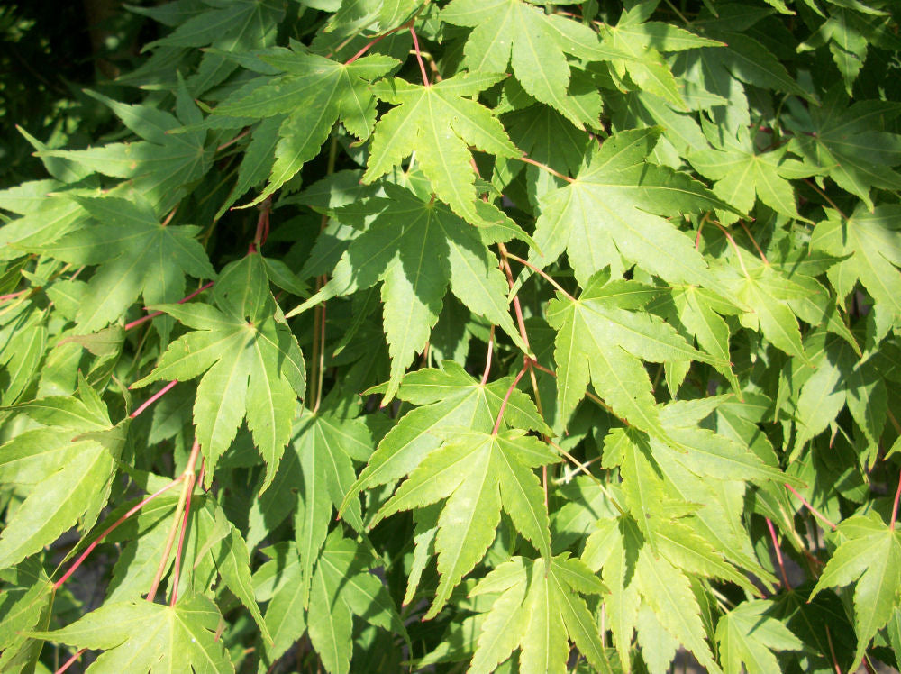 ACER BENI KAWA A.jpg