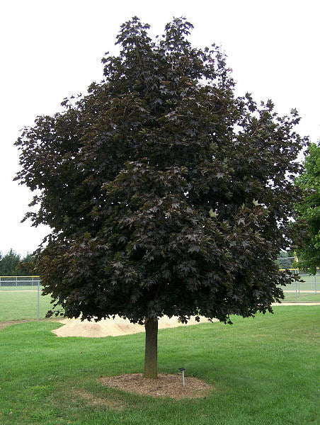 ACER CRIMSON KING.jpg