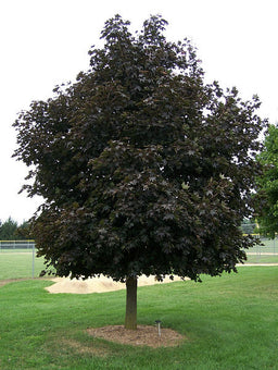 ACER CRIMSON KING.jpg
