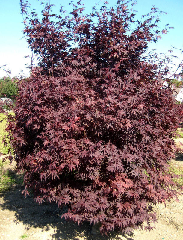 ACER CRIMSON PRINCE.jpg