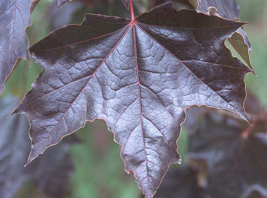 ACER_CRIMSON_SUNSET.jpg