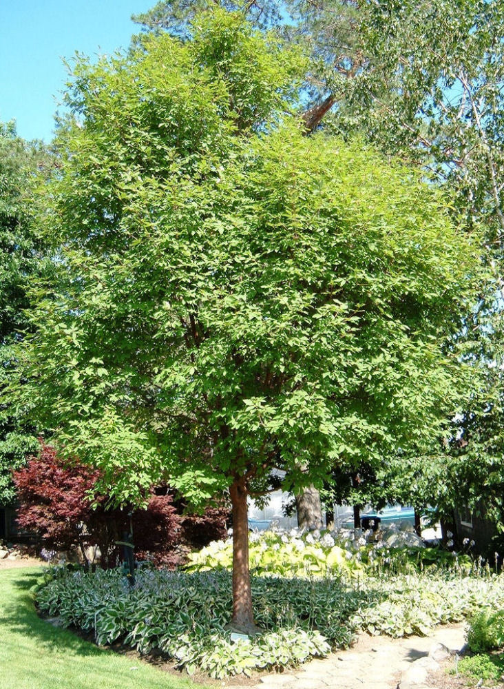 ACER GRISEUM GINGERBREAD.jpg