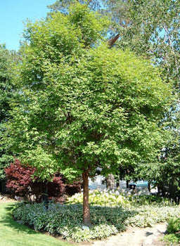ACER GRISEUM GINGERBREAD.jpg