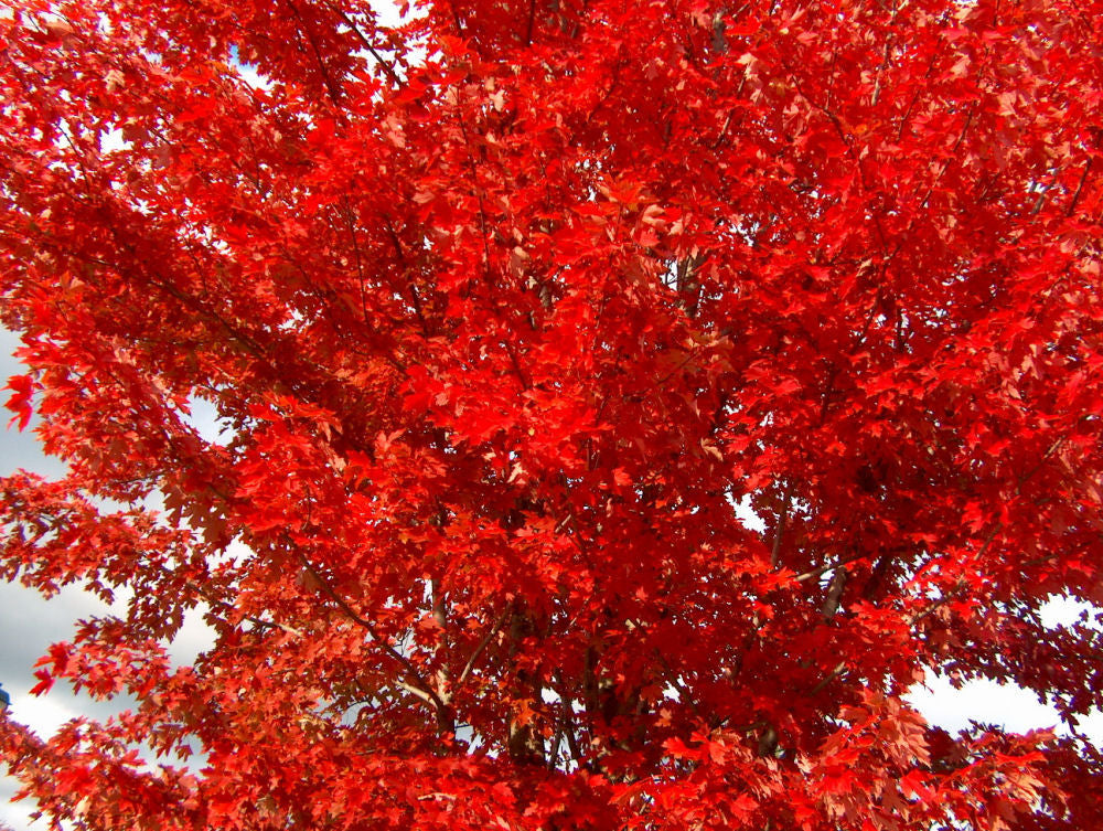 ACER_JEFFERSRED.jpg