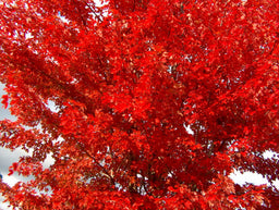 ACER_JEFFERSRED.jpg