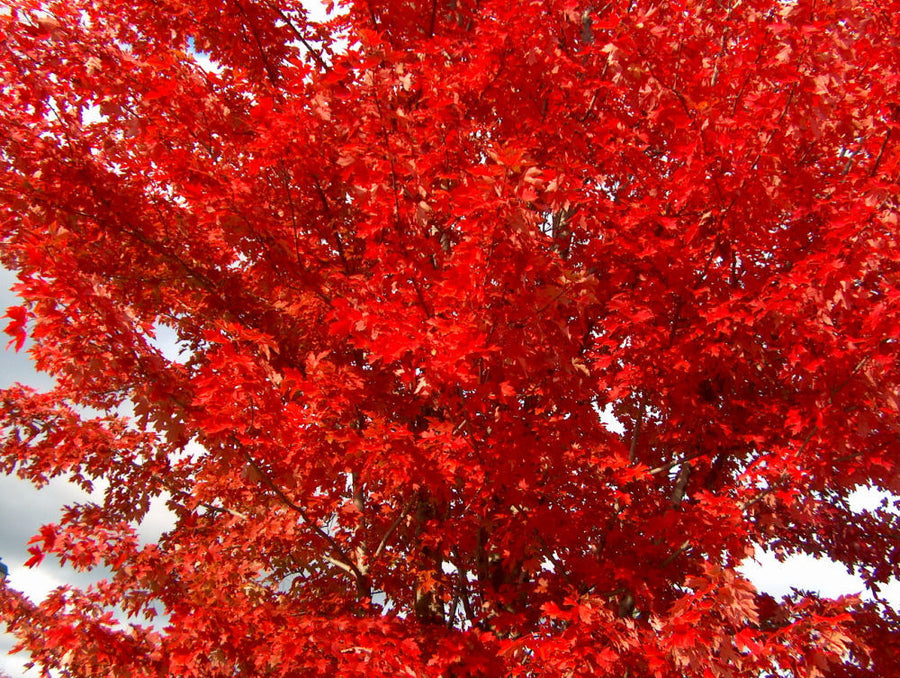 ACER_JEFFERSRED.jpg
