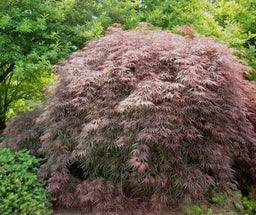 ACER P.D. GARNET.jpg