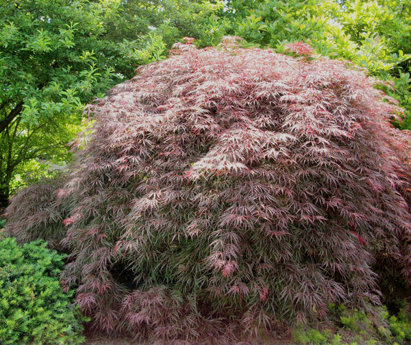 ACER P.D. GARNET.jpg