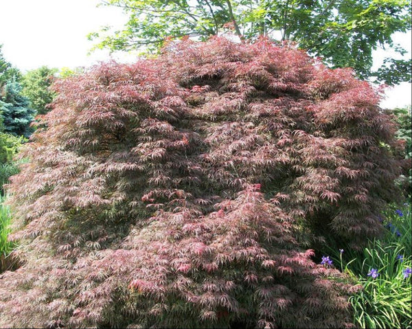 ACER P.D. RED DRAGON.jpg
