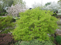 ACER P. DIS VIRIDIS LANDSCAPE A.jpg