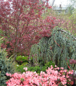 ACER PAL BLOODGOOD LANDSCAPE.jpg