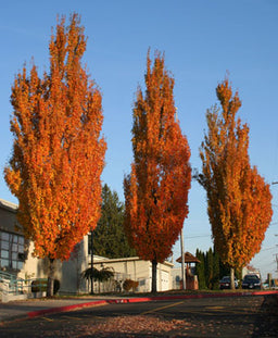 ACER_RUBRUM_ARMSTRONG.jpg