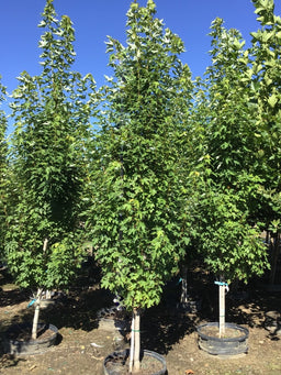ACER RUBRUM 'ARMSTRONG GOLD'  G25 2in 2.jpg