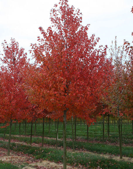 ACER_SUN_VALLEY.jpg